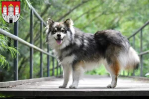 Mehr über den Artikel erfahren Finnischer Lapphund Züchter und Welpen in Salzburg