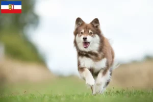 Mehr über den Artikel erfahren Finnischer Lapphund Züchter und Welpen in Schleswig-Holstein