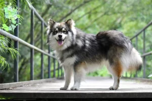 Mehr über den Artikel erfahren Finnischer Lapphund Züchter und Welpen in Sjælland