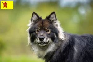 Mehr über den Artikel erfahren Finnischer Lapphund Züchter und Welpen in Südholland