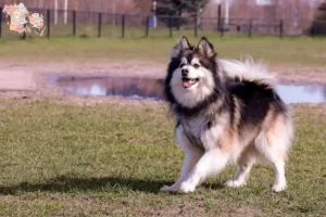 Mehr über den Artikel erfahren Finnischer Lapphund Züchter und Welpen in Syddanmark