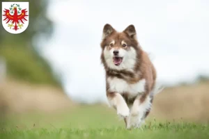 Mehr über den Artikel erfahren Finnischer Lapphund Züchter und Welpen in Tirol