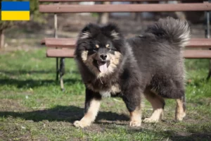 Mehr über den Artikel erfahren Finnischer Lapphund Züchter und Welpen in der Ukraine