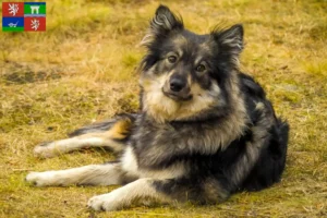 Mehr über den Artikel erfahren Finnischer Lapphund Züchter und Welpen in Ústí