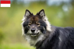 Mehr über den Artikel erfahren Finnischer Lapphund Züchter und Welpen in Wien