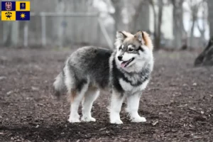 Mehr über den Artikel erfahren Finnischer Lapphund Züchter und Welpen in Zlín