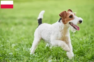 Mehr über den Artikel erfahren Foxterrier Züchter und Welpen in Polen