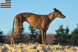 Mehr über den Artikel erfahren Galgo Espanol Züchter und Welpen in der Bretagne