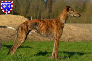 Mehr über den Artikel erfahren Galgo Espanol Züchter und Welpen in Centre-Val de Loire