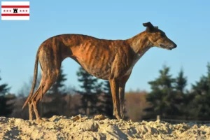 Mehr über den Artikel erfahren Galgo Espanol Züchter und Welpen in Drenthe