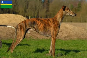 Mehr über den Artikel erfahren Galgo Espanol Züchter und Welpen in Flevoland