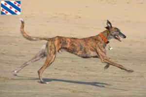 Mehr über den Artikel erfahren Galgo Espanol Züchter und Welpen in Friesland