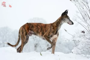 Mehr über den Artikel erfahren Galgo Espanol Züchter und Welpen in Hovedstaden