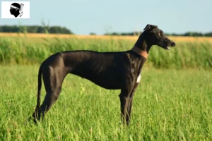 Mehr über den Artikel erfahren Galgo Espanol Züchter und Welpen auf Korsika