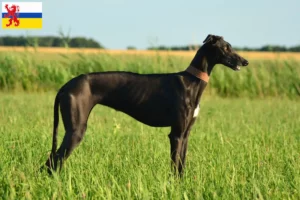 Mehr über den Artikel erfahren Galgo Espanol Züchter und Welpen in Limburg