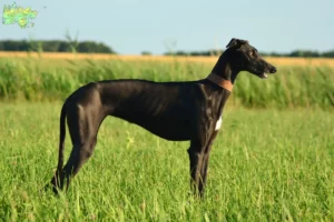 Mehr über den Artikel erfahren Galgo Espanol Züchter und Welpen in Midtjylland