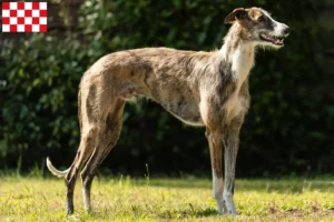 Mehr über den Artikel erfahren Galgo Espanol Züchter und Welpen in Nordbrabant