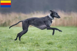 Mehr über den Artikel erfahren Galgo Espanol Züchter und Welpen in Nordholland