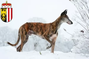 Mehr über den Artikel erfahren Galgo Espanol Züchter und Welpen in Oberösterreich