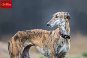 Mehr über den Artikel erfahren Galgo Espanol Züchter und Welpen in Okzitanien