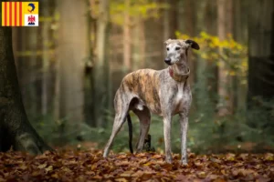 Mehr über den Artikel erfahren Galgo Espanol Züchter und Welpen in der Provence-Alpes-Côte d’Azur