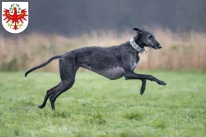 Mehr über den Artikel erfahren Galgo Espanol Züchter und Welpen in Tirol