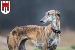 Mehr über den Artikel erfahren Galgo Espanol Züchter und Welpen in Vorarlberg