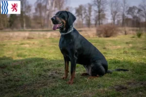 Mehr über den Artikel erfahren Gończy Polski Züchter und Welpen in Nouvelle-Aquitaine