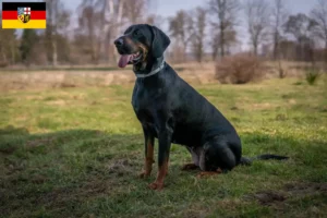 Mehr über den Artikel erfahren Gończy Polski Züchter und Welpen im Saarland