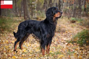 Mehr über den Artikel erfahren Gordon Setter Züchter und Welpen in Utrecht