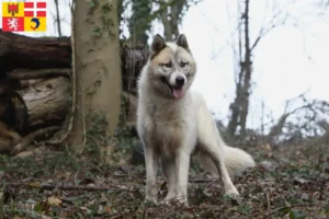 Mehr über den Artikel erfahren Grönlandhund Züchter und Welpen in Auvergne-Rhône-Alpes