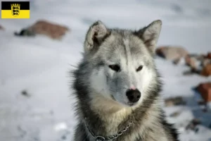 Mehr über den Artikel erfahren Grönlandhund Züchter und Welpen in Baden-Württemberg