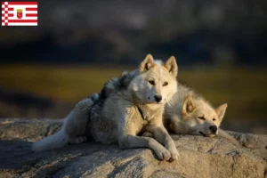 Mehr über den Artikel erfahren Grönlandhund Züchter und Welpen in Bremen