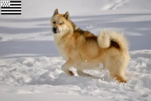 Mehr über den Artikel erfahren Grönlandhund Züchter und Welpen in der Bretagne