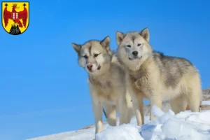 Mehr über den Artikel erfahren Grönlandhund Züchter und Welpen im Burgenland