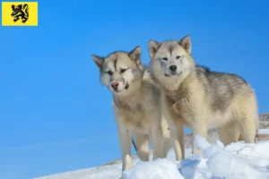 Mehr über den Artikel erfahren Grönlandhund Züchter und Welpen in Flandern