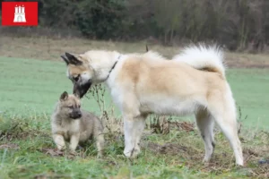 Mehr über den Artikel erfahren Grönlandhund Züchter und Welpen in Hamburg