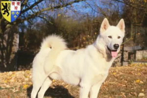 Mehr über den Artikel erfahren Grönlandhund Züchter und Welpen in Hauts-de-France