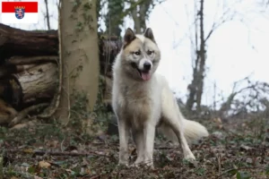 Mehr über den Artikel erfahren Grönlandhund Züchter und Welpen in Hessen