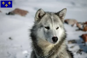 Mehr über den Artikel erfahren Grönlandhund Züchter und Welpen in Île-de-France
