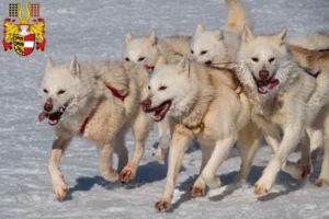 Mehr über den Artikel erfahren Grönlandhund Züchter und Welpen in Kärnten