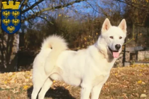 Mehr über den Artikel erfahren Grönlandhund Züchter und Welpen in Niederösterreich