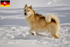 Mehr über den Artikel erfahren Grönlandhund Züchter und Welpen in Niedersachsen