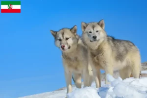 Mehr über den Artikel erfahren Grönlandhund Züchter und Welpen in Nordrhein-Westfalen