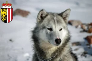 Mehr über den Artikel erfahren Grönlandhund Züchter und Welpen in Oberösterreich