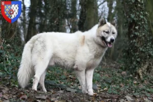 Mehr über den Artikel erfahren Grönlandhund Züchter und Welpen in Pays de la Loire