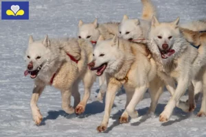 Mehr über den Artikel erfahren Grönlandhund Züchter und Welpen in Region Brüssel-Hauptstadt