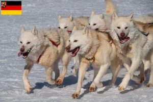 Mehr über den Artikel erfahren Grönlandhund Züchter und Welpen in Rheinland-Pfalz