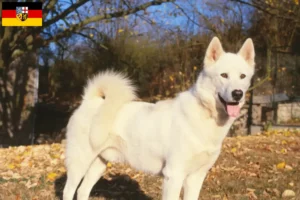 Mehr über den Artikel erfahren Grönlandhund Züchter und Welpen im Saarland