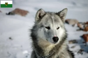 Mehr über den Artikel erfahren Grönlandhund Züchter und Welpen in Sachsen